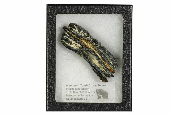 Mammoth Molar Slice With Case - South Carolina #106475